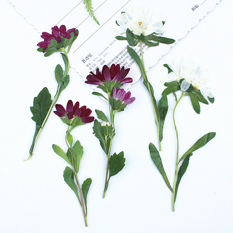 Dried Flower Bookmark - 24 Pezzi, Mini Crisantemi Essiccati Pressati
