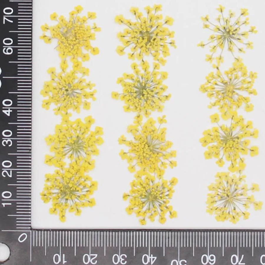 60 pz Pressato Secco 20-25mm A - Dried Flower Bookmark recensione e prezzo