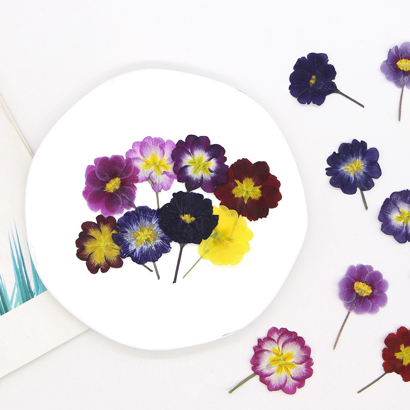 48 Pezzi Fiori Secchi di Primu - Dried Flower Bookmark recensione e prezzo