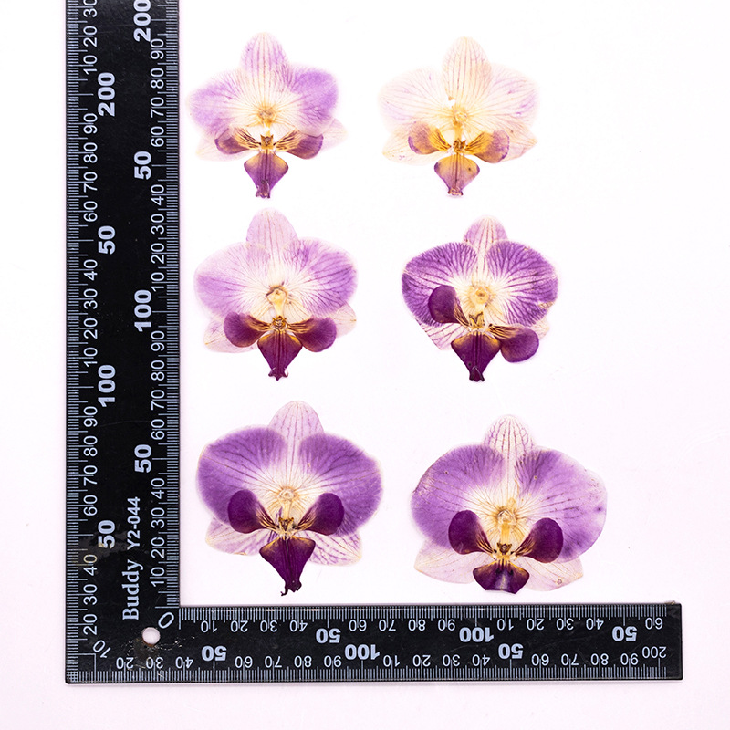 4 Pezzi Fiori di Orchidea Phal - Dried Flower Bookmark recensione e prezzo