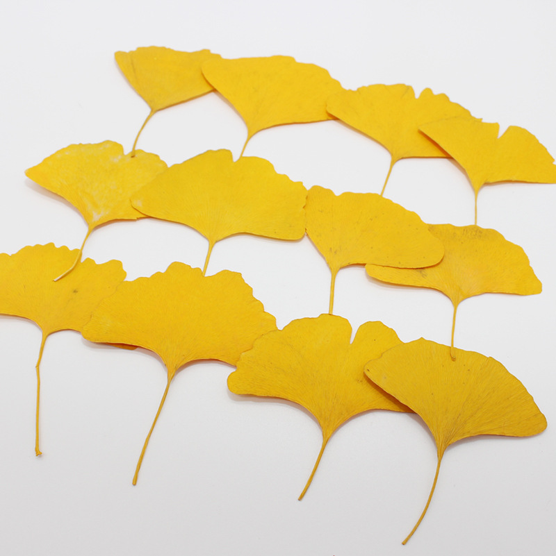 60 Pezzi di Foglie di Ginkgo B - Dried Flower Bookmark recensione e prezzo