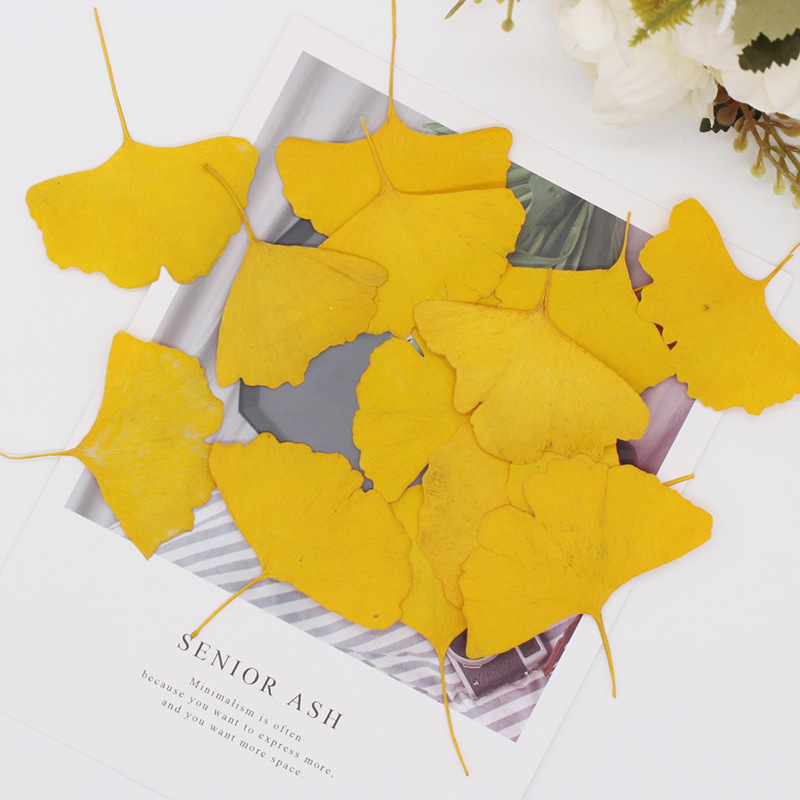 60 Pezzi di Foglie di Ginkgo B - Dried Flower Bookmark recensione e prezzo